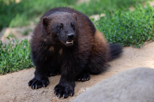 Siberian wolverine Gulo Gulo sitting in nature