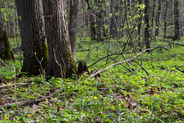 siberisch bos met groene planten en boomstammen geïsoleerd, close-up