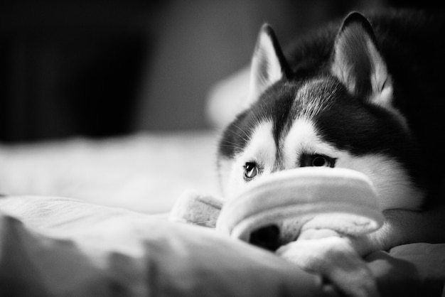 Siberisch huskyportret naar links kijkend