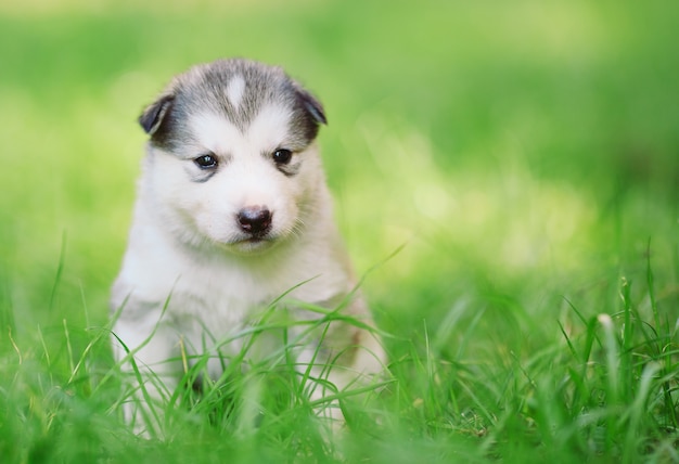 Siberisch schor puppy op groen gras.