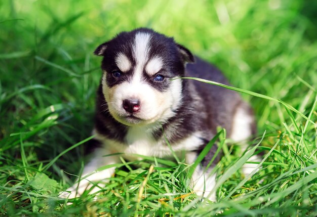 Siberisch schor puppy op groen gras.