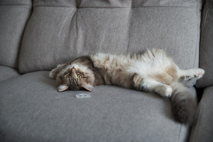 Siberische babykat met lang haar en grote grijze ogen. Luie dag thuis met de huisdieren. Hypoallergeen.