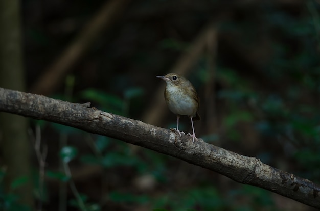 Siberische blauwe Robin (Luscinia cyane) vrouw in de natuur