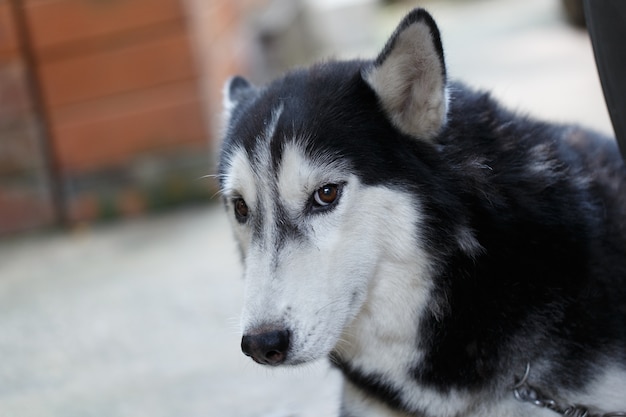 Siberische hond close-up detail