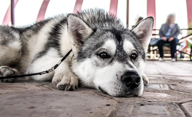 Siberische hond in de stad