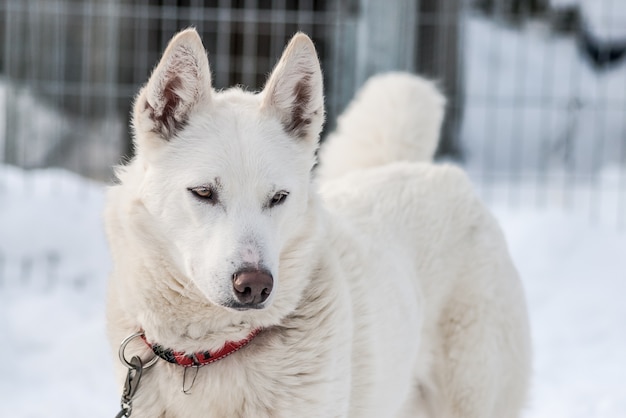 Siberische huskies noorwegen honden