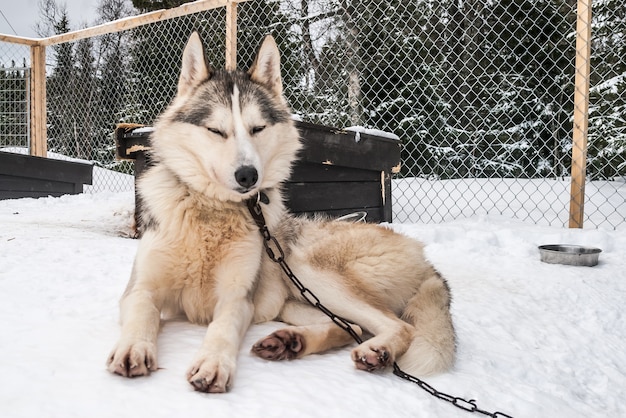 Foto siberische huskies noorwegen honden