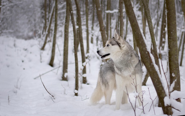 Siberische husky die op een besneeuwd veld tussen bomen staat
