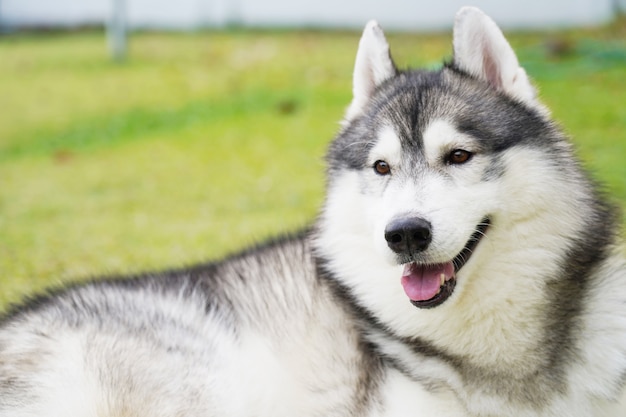 Foto siberische husky die op groen gras in de duidelijke dag legt