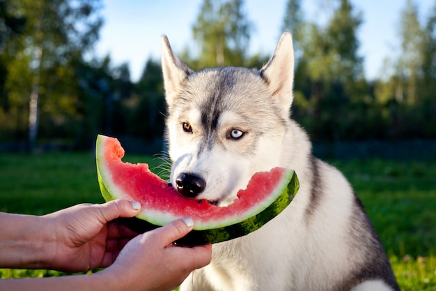 Siberische husky eet watermeloen.