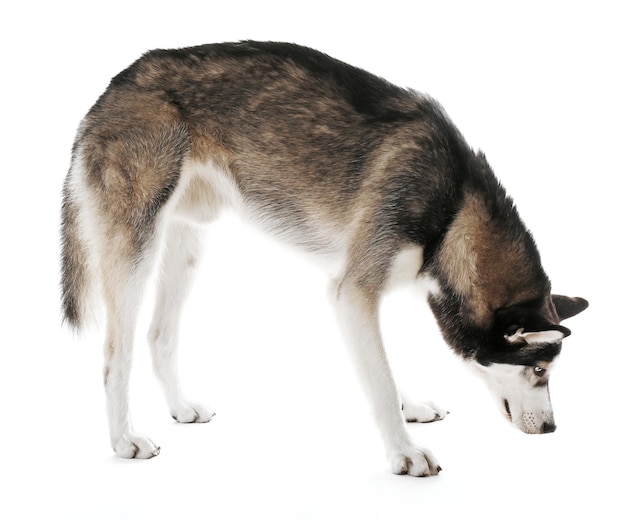 Siberische Husky geïsoleerd op wit