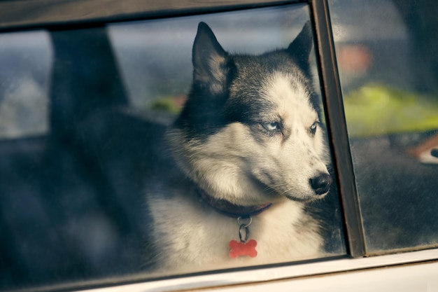 Siberische Husky hond achter raam auto portret met blauwe ogen en grijze vacht kleur schattig sledehondenras