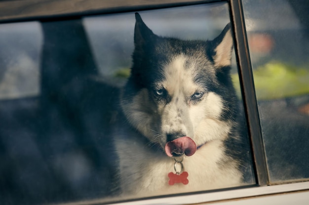 Siberische Husky hond achter raam auto portret met blauwe ogen en grijze vacht kleur schattig sledehondenras