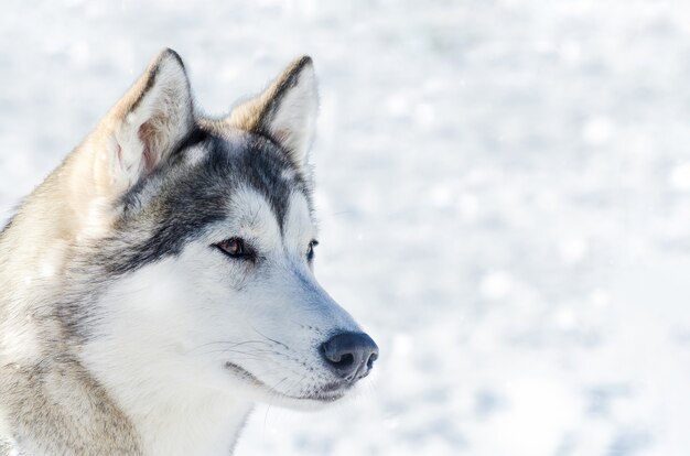Siberische husky hond gezicht portret