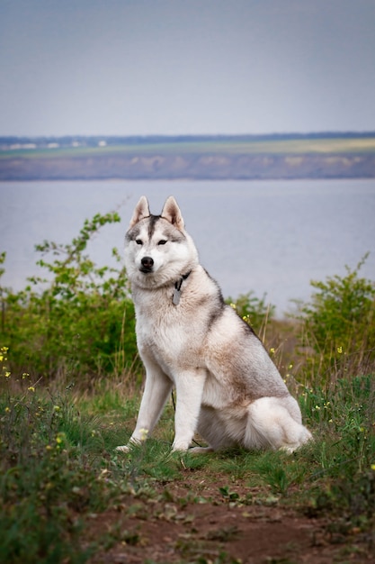 Siberische husky hond. Heldergroene bomen en gras zijn op de achtergrond. Husky zit op het gras. Portret van een Siberische husky close-up. Hond in de natuur. Loop met een husky hond.