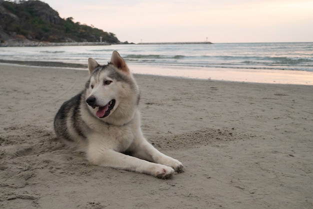 Foto siberische husky hond huisdier zit op het strand van de zonsondergang zandstrand voor de zomervakantie ontspanning