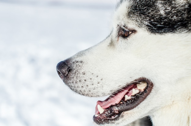 Siberische Husky hond kijkt naar rechts.