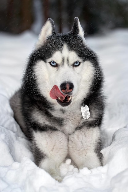 Siberische husky hond ligt in de sneeuw en likt neus.