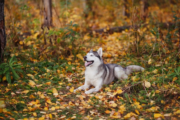 Siberische husky hond met blauwe ogen liggend in herfst bos