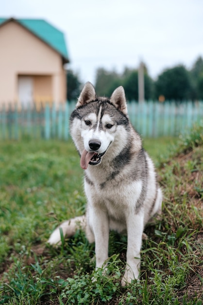 Siberische husky hond met blauwe ogen staat en kijkt vooruit. Heldergroene bomen en gras zijn op de achtergrond.