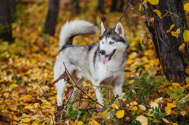 Siberische husky hond met blauwe ogen staat en kijkt.