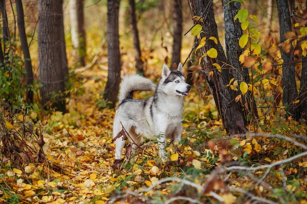 Siberische husky hond met blauwe ogen staat in herfst bos