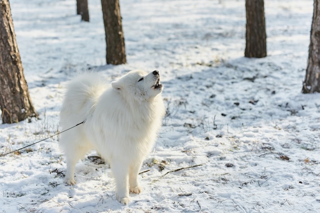 Siberische husky hond met rode ketting gehuil en bewolkte hemelachtergrond