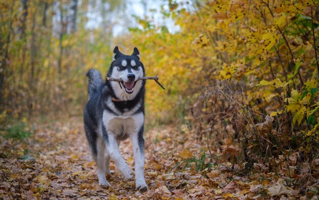 Siberische husky hond op een wandeling in de herfst Park met gele bladeren