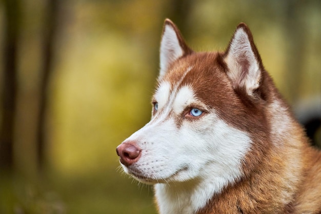 Siberische Husky hond portret close-up, Siberische Husky hoofd zijaanzicht met gember en witte vachtkleur en blauwe ogen, sledehondenras. Husky hond voor wandeling buiten, wazig groene bos achtergrond