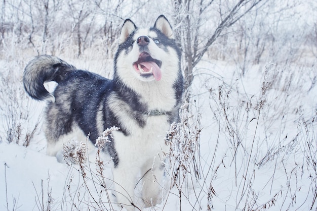 Foto siberische husky hond spelen in het besneeuwde winterbos