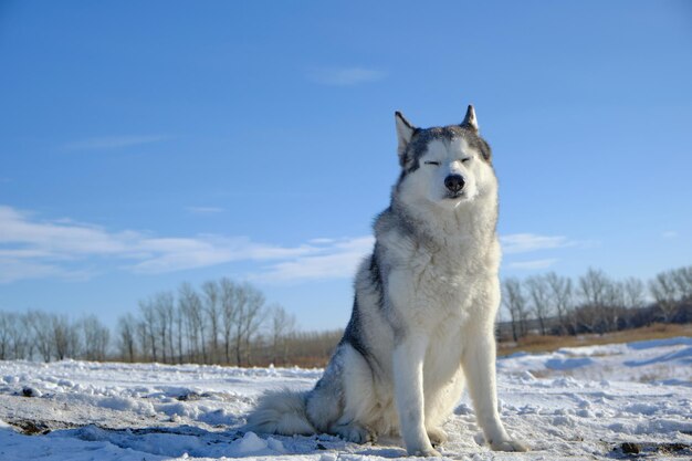 Siberische Husky hond zit op een heuvel in de sneeuw tegen de blauwe lucht.