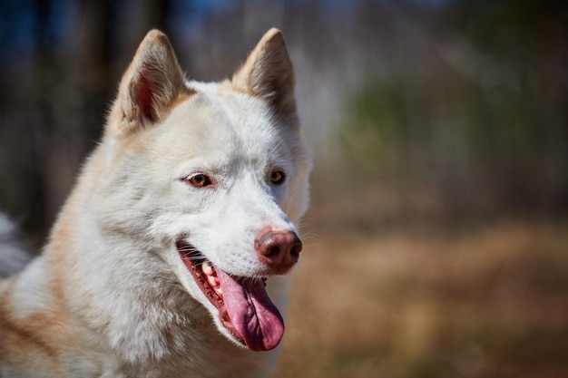 Siberische Husky hondenportret met bruine ogen en witte vachtkleur schattig sledehondenras