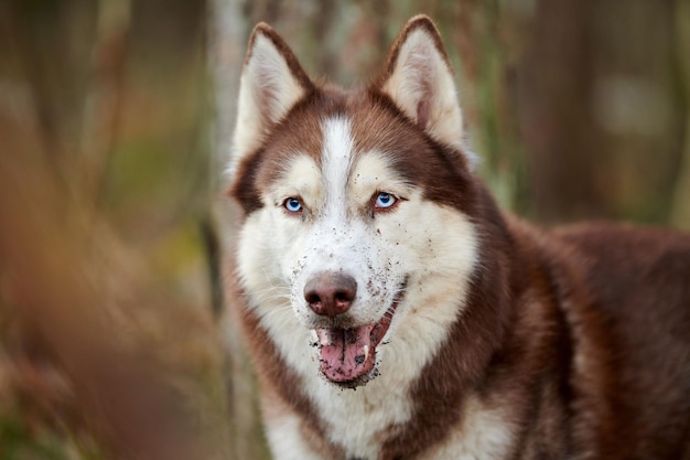 Siberische Husky hondenportret met vuile grond blauwe ogen en bruin witte kleur schattig sledehondenras