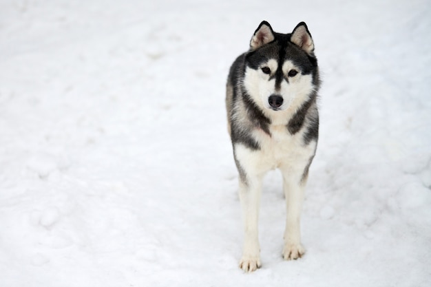 Siberische husky hondenras buiten snuit portret