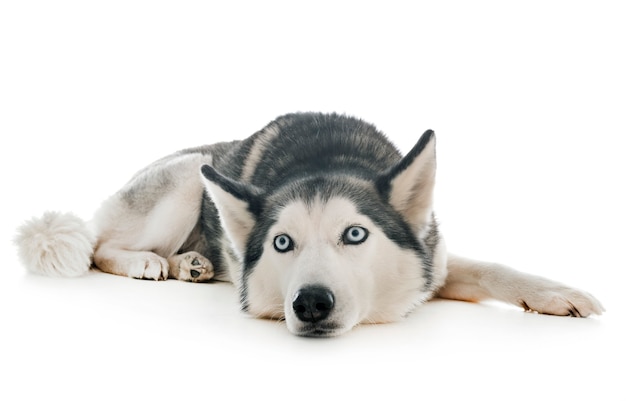 Siberische husky in de studio