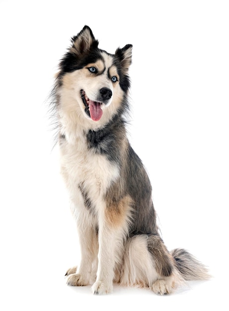 Siberische husky in de studio