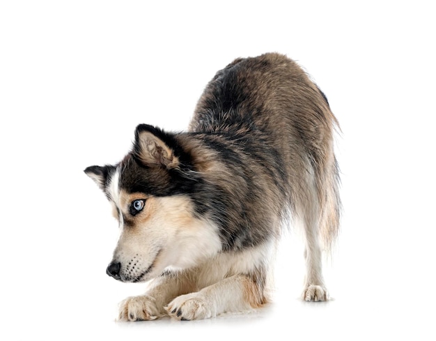 Siberische husky in de studio