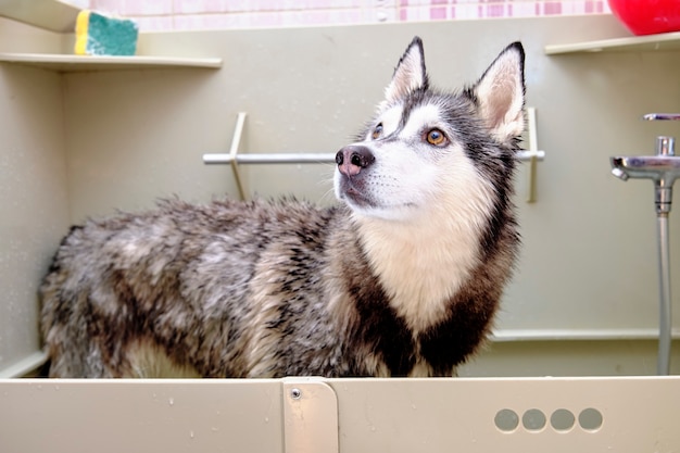 Siberische husky in het bad om te baden met nat haar.