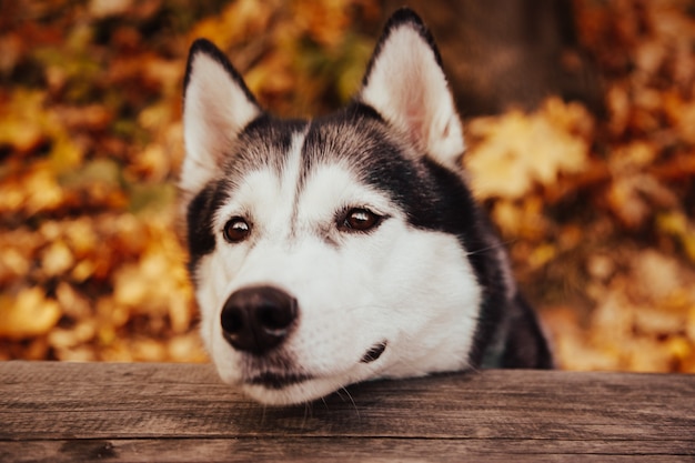 Siberische husky in het herfstpark. Blije hond