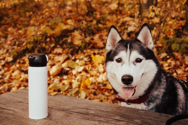 Siberische husky in het herfstpark. Gelukkige hond op een wandeling in het park