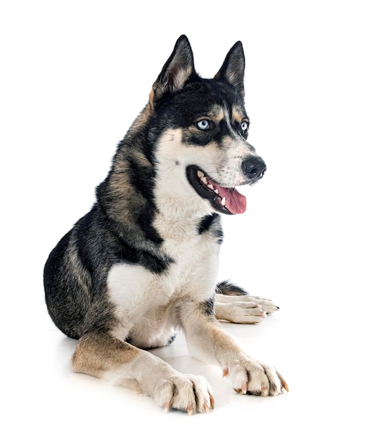Siberische husky in studio