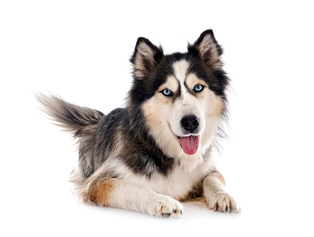 Siberische husky in studio
