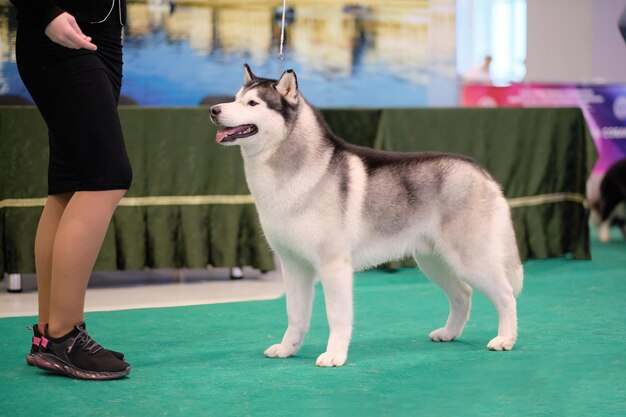 Siberische husky let tijdens de training aandachtig op de hand van de geleider