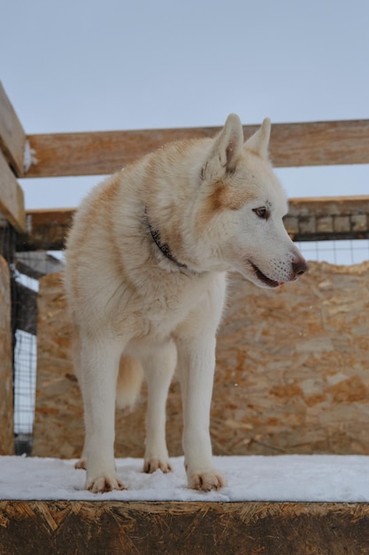 Siberische husky met bruine ogen staat in de winter op een hokje in de volière van de kennel