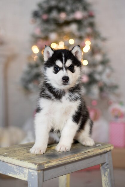 Siberische Husky op een kruk met erachter Kerstboom