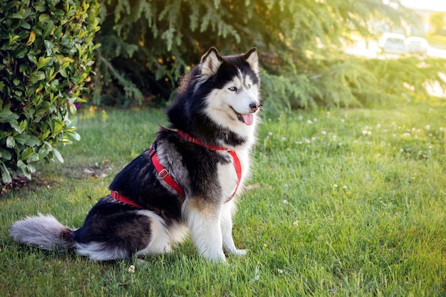 Siberische Husky op het gras