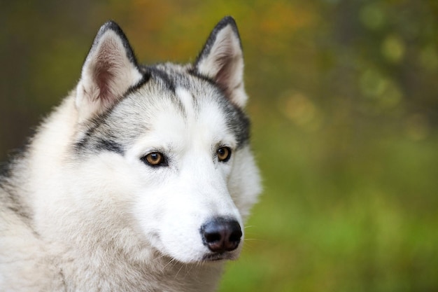 Siberische husky portret close-up, siberische husky gezicht met witte en zwarte vachtkleur en bruine ogen, sledehondenras. husky hond muilkorf portret buiten voor ontwerp, wazig groene bos achtergrond