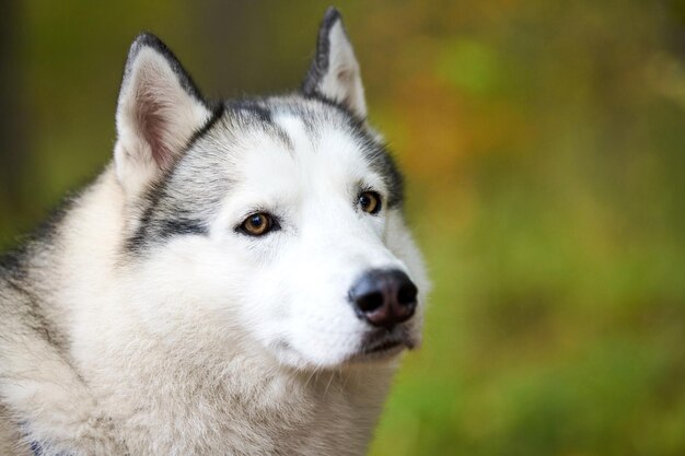 Siberische Husky portret close-up, Siberische Husky gezicht met witte en zwarte vachtkleur en bruine ogen, sledehondenras. Husky hond muilkorf portret buiten voor ontwerp, wazig groene bos achtergrond