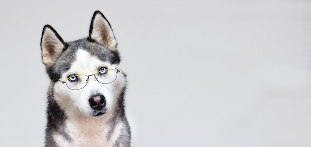 Siberische husky portret in glazen op een grijze achtergrond