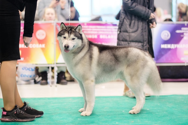 Siberische husky poseert in een rek op een hondenshow